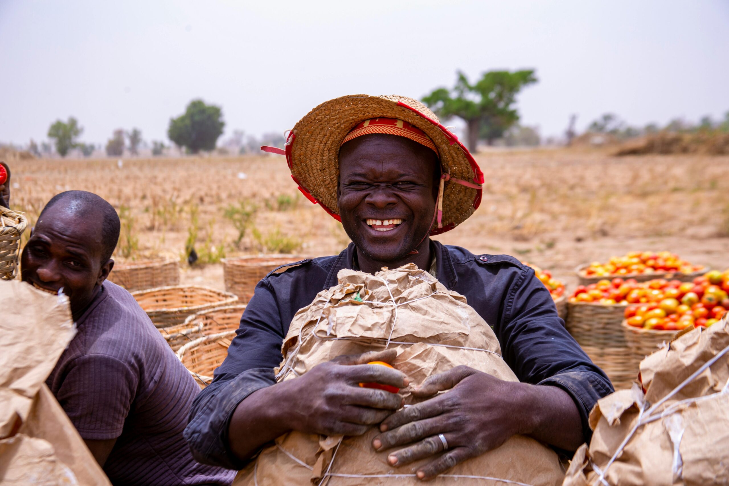 Farmers joyfully harvest tomatoes in a sunny Nigerian field.